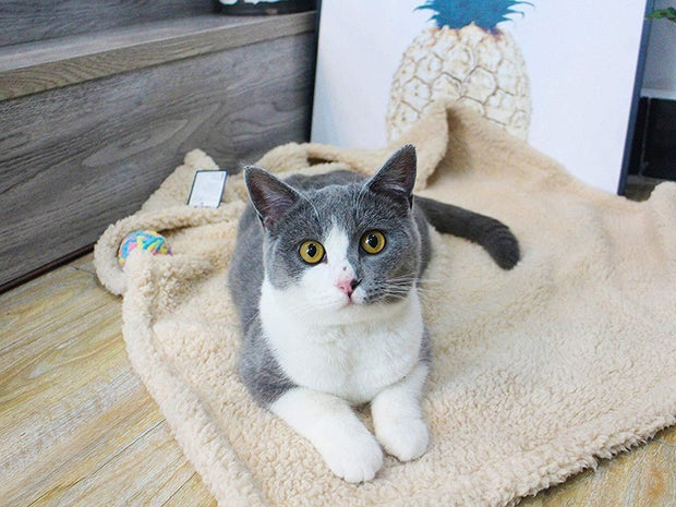 Plush Pet Blanket Dog Mat Cat Mat Pet Air Conditioning Mat Pet Plush Mat